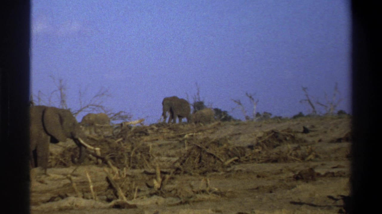 1969 8mm footage shows elephants moving across a dry South African landscape with dead branches and a deep blue sky.