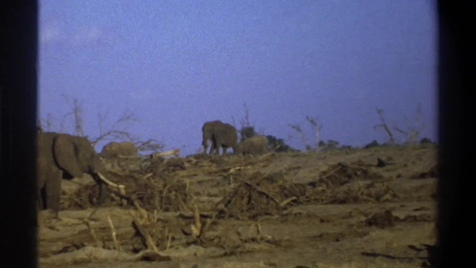 1969 8mm footage shows elephants moving across a dry South African landscape with dead branches and a deep blue sky.