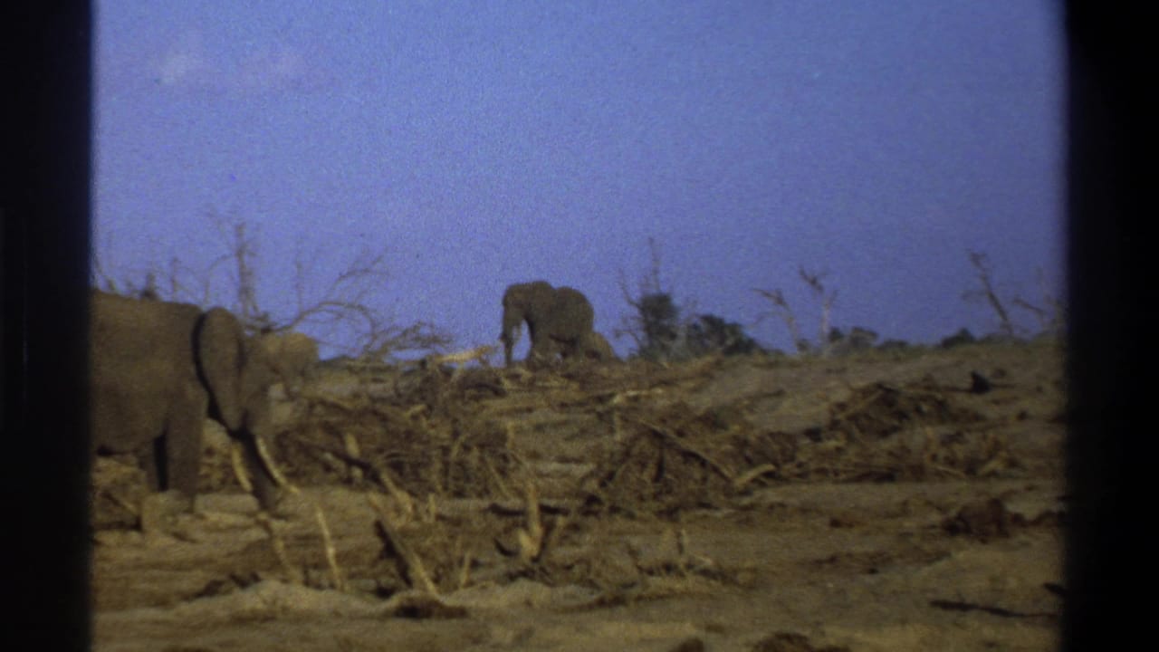 Elephants appear on a dry, debris-strewn landscape in 1969 South Africa footage, with black 8mm frame borders visible.