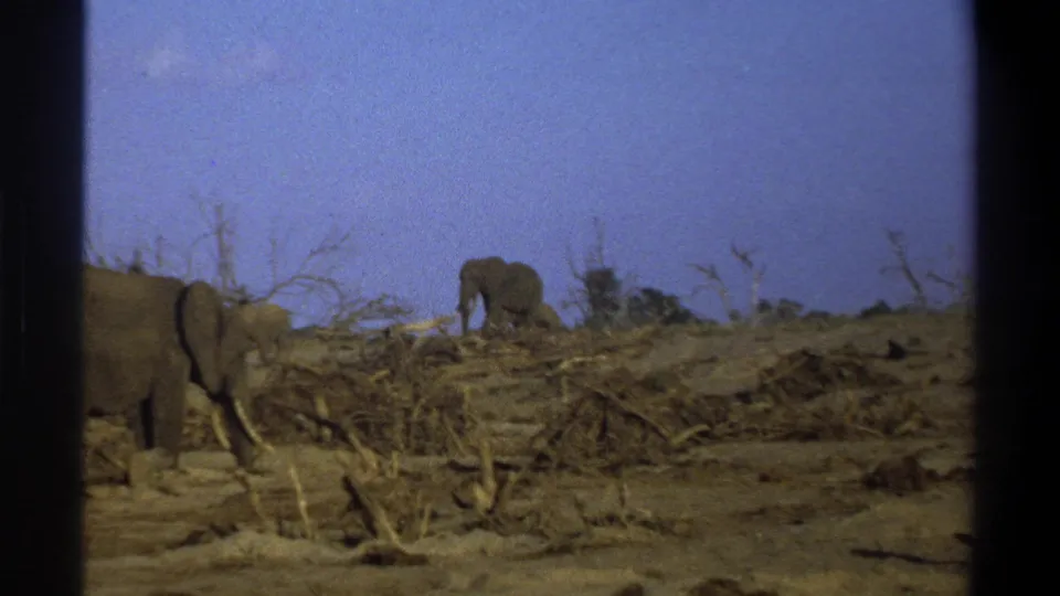 Elephants appear on a dry, debris-strewn landscape in 1969 South Africa footage, with black 8mm frame borders visible.