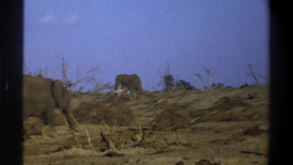 A handheld 8mm view shows elephants partly framed at the edge of a dry South African landscape in 1969.