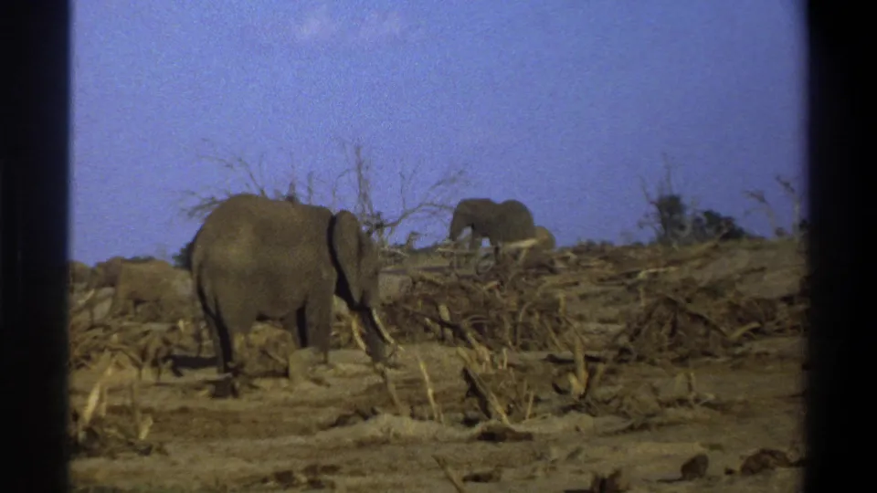 1969 8mm footage shows elephants near fallen branches in a dry South African landscape under a clear blue sky.