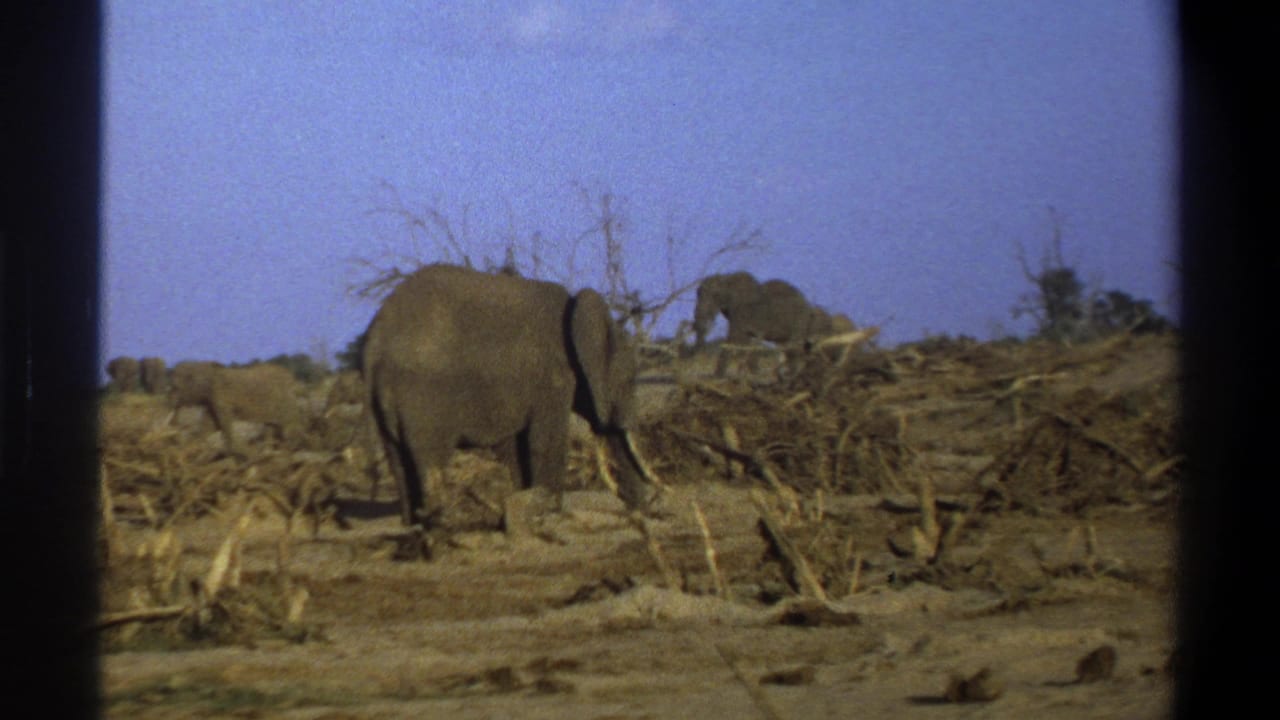 1969 South Africa 8mm frame showing an elephant in a dry area with dead trunks, brush, sparse vegetation, and distant elephants.