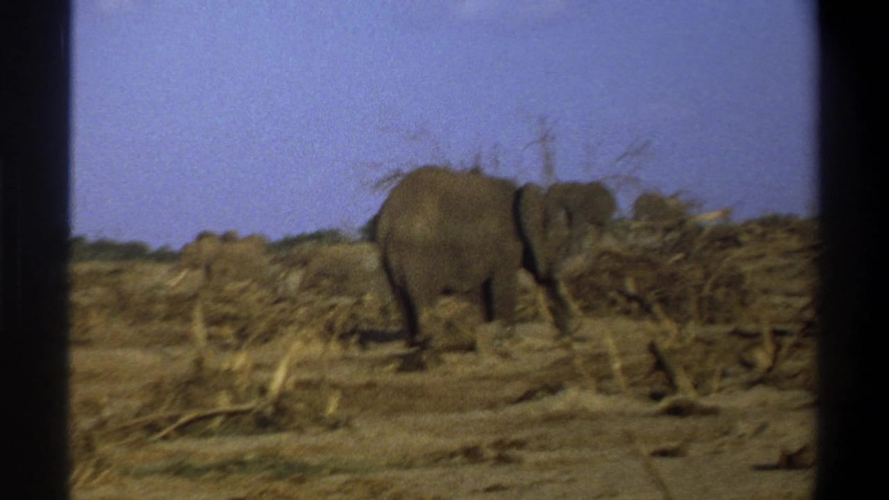1969 South Africa 8mm frame with an elephant near dead wood and brush in a barren landscape, with herd members in the distance.