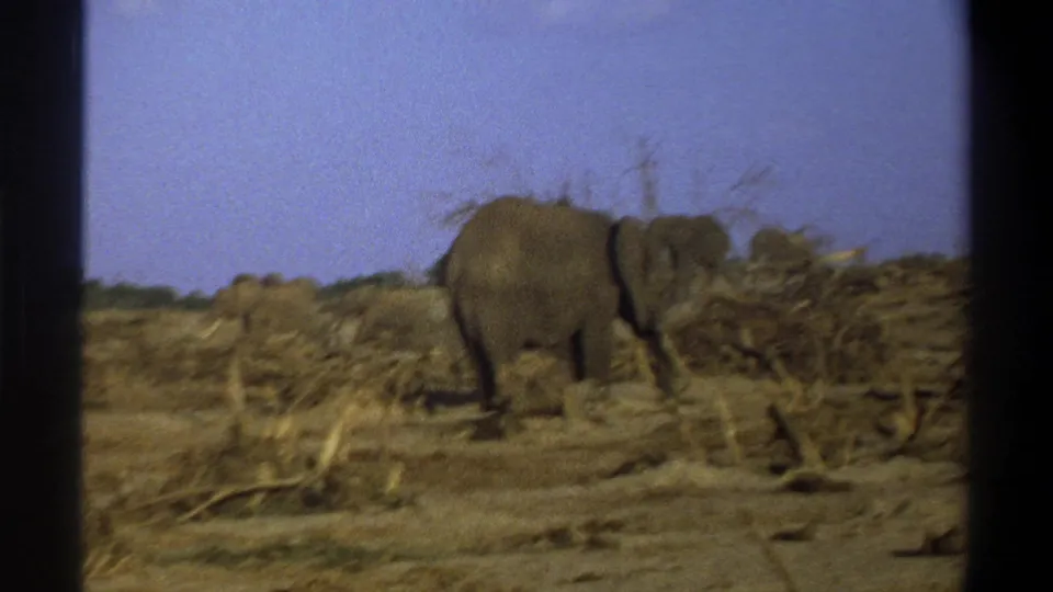 1969 South Africa 8mm frame with an elephant near dead wood and brush in a barren landscape, with herd members in the distance.