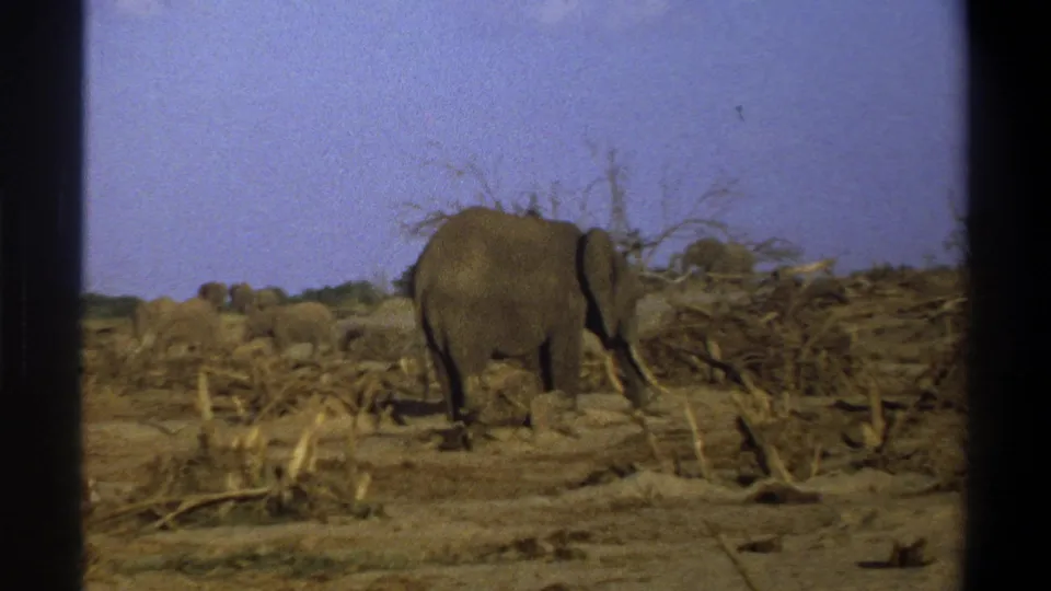 1969 South Africa home-movie frame showing an elephant in profile amid dead branches, dusty soil, and a low dry horizon.