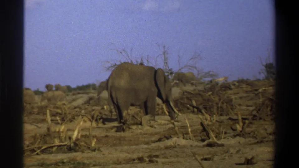 1969 South Africa 8mm frame showing a foreground elephant near dead brush and a dry open area, with herd members farther back.