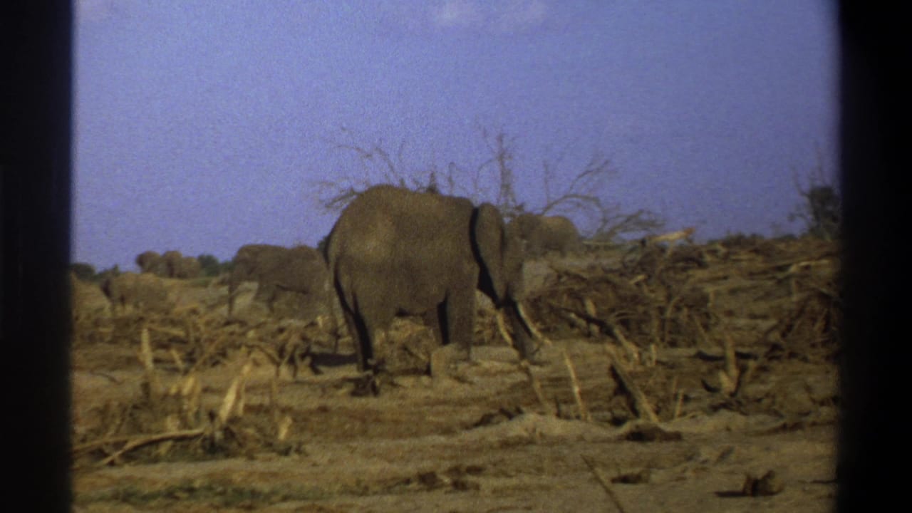 Elephants stand and walk across dry ground with fallen branches under a pale sky.