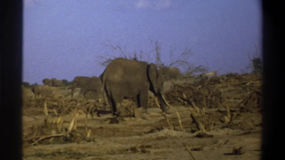 1969 8mm South Africa footage shows elephants moving through a dry, branch-strewn landscape with dark film borders.