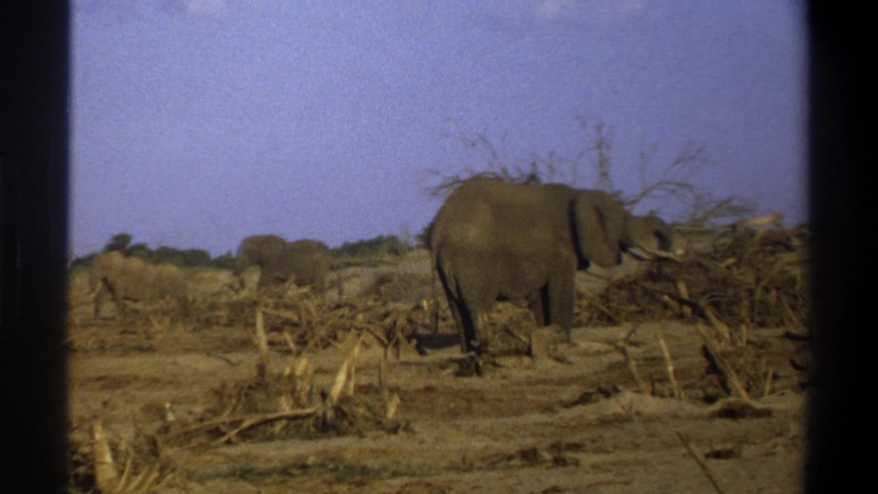 A large elephant appears in profile near dry branches, with additional elephants in the background of the 1969 South Africa footage.