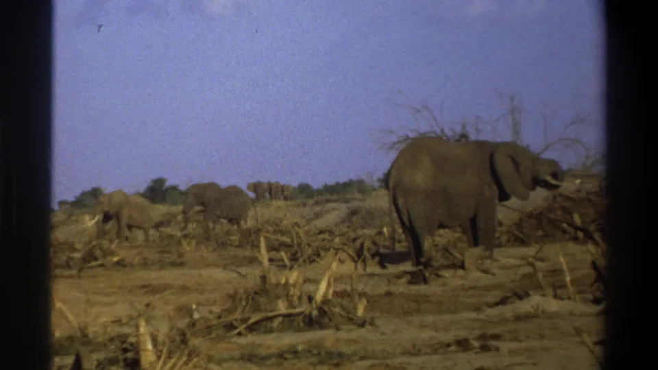 The 8mm frame shows a small group of elephants crossing dry terrain, with a larger elephant near the right edge.