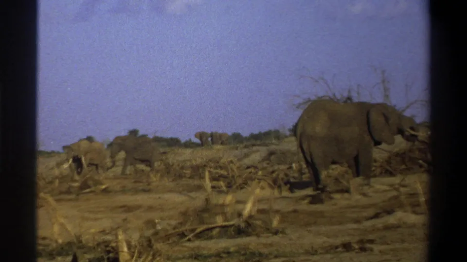 At the end of the clip, elephants continue across the dry South Africa landscape as a large elephant stands partly at frame right.