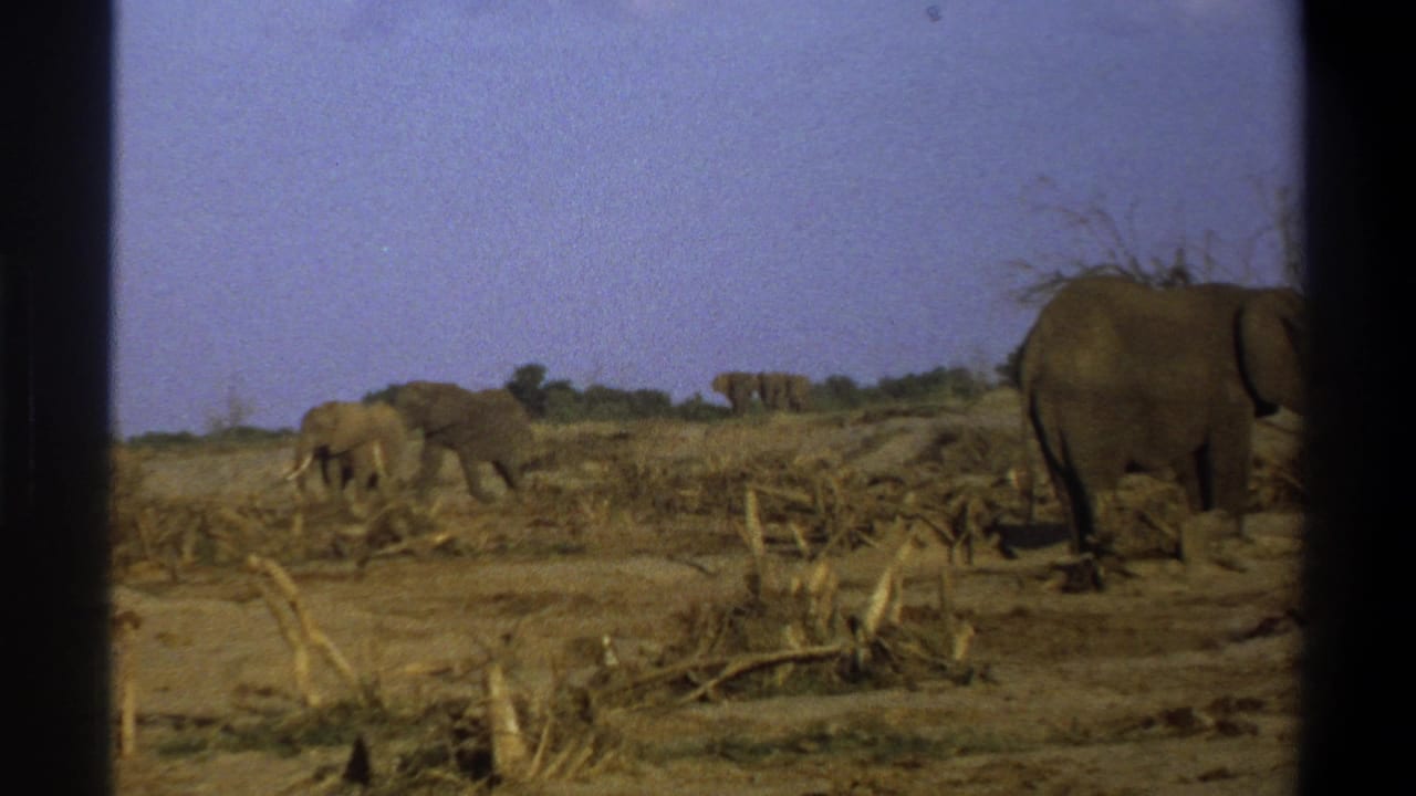 1969 South Africa 8mm frame showing elephants moving through a dry open area with scrub, branches, and a pale sky.
