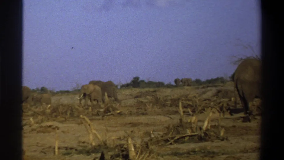 1969 South Africa 8mm frame with elephants crossing a dry landscape, partly obscured by dark vertical film or window edges.