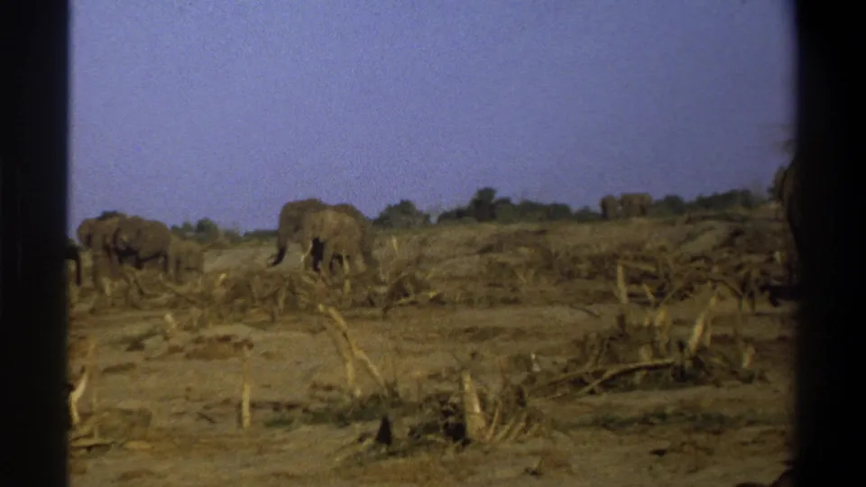 1969 South Africa 8mm frame showing elephants in a dry, scrub-covered area with soft color and visible film grain.