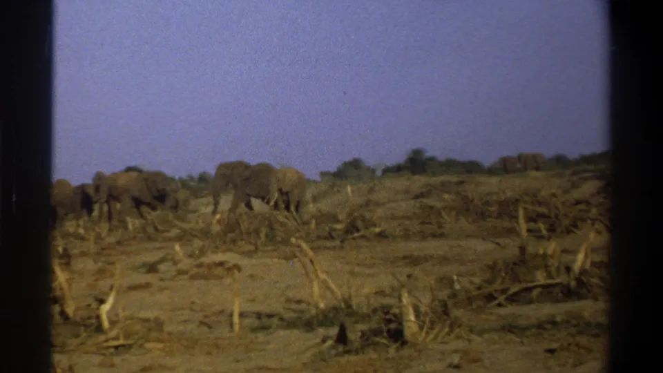 1969 South Africa 8mm frame of elephants moving through sparse vegetation on dry ground beneath a pale blue sky.