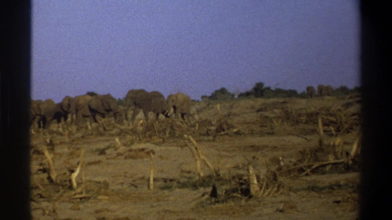 1969 South Africa 8mm frame showing a distant elephant herd moving across dry brush-strewn ground under a pale sky.
