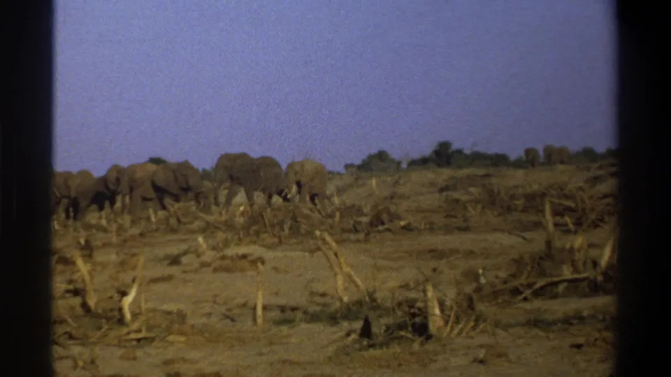 1969 South Africa 8mm frame showing a distant elephant herd moving across dry brush-strewn ground under a pale sky.