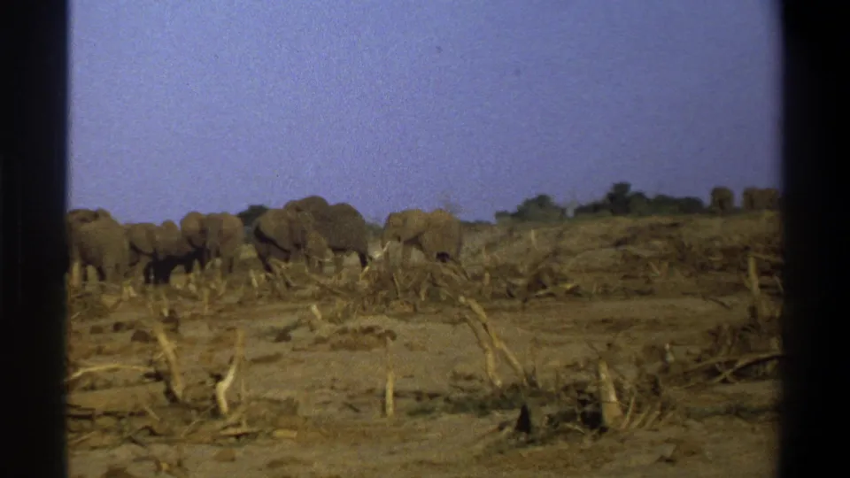 1969 South Africa home-movie frame of elephants spread across a dry savannah-like landscape with sparse vegetation.