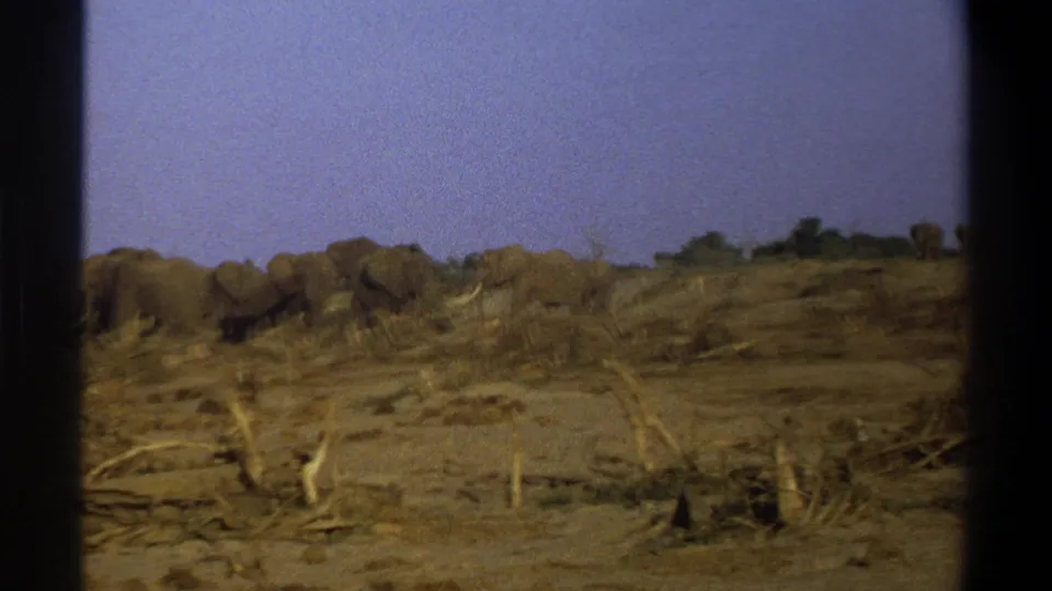1969 South Africa 8mm still with elephants clustered near the left edge of a dry, branch-strewn savannah view.