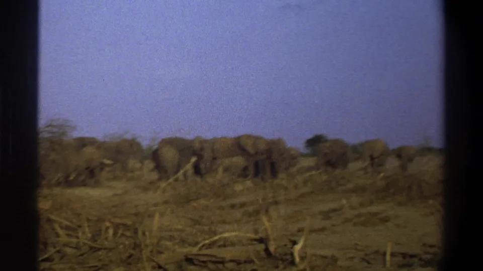 1969 South Africa home-movie frame showing elephants in the distance across dry scrubland, with visible film-frame borders.