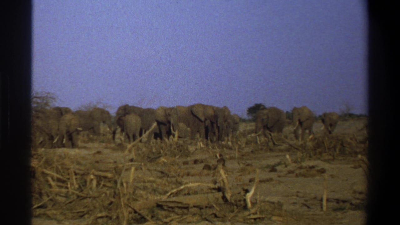 1969 8mm home-movie frame of African elephants moving across dry brushland in the supplied Cape Town, South Africa clip.