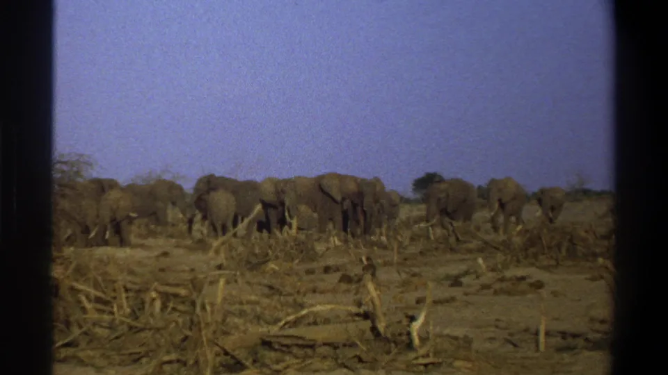 1969 8mm home-movie frame of African elephants moving across dry brushland in the supplied Cape Town, South Africa clip.