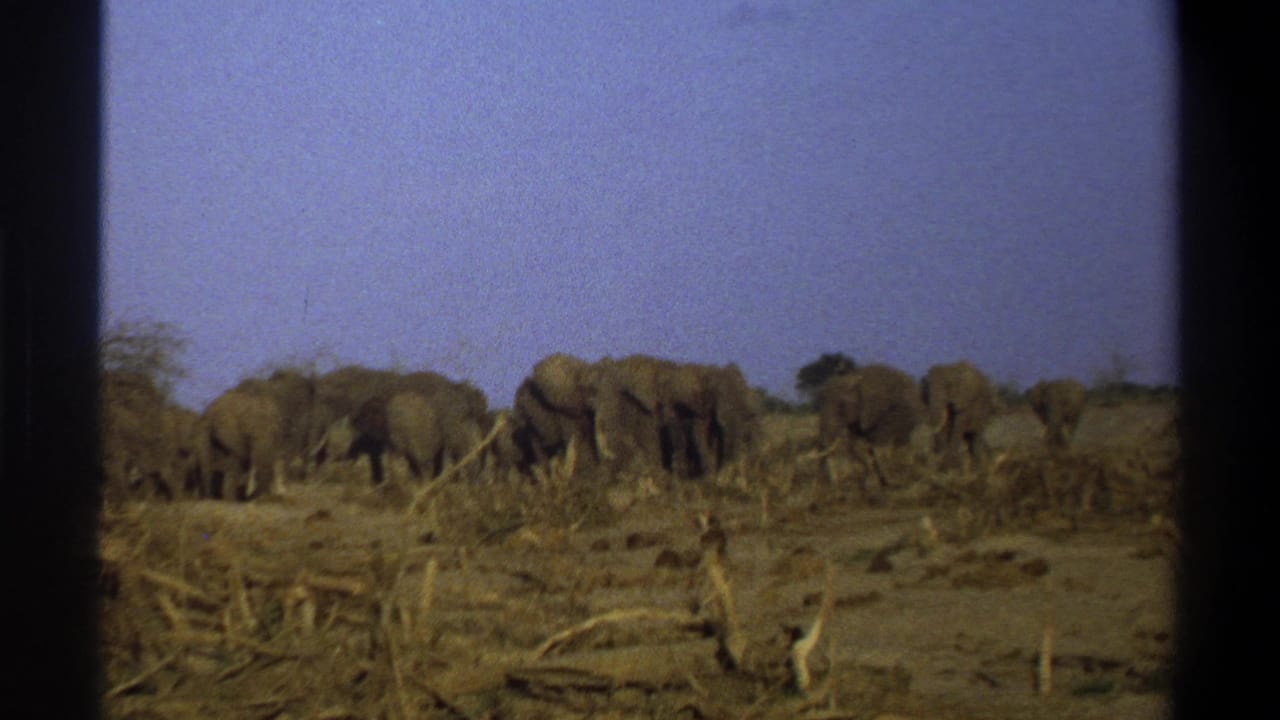 Elephants gathered near low brush with dark vertical film borders at the sides.