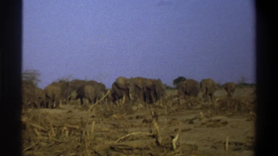 Elephants continue across a dry open landscape in a faded 1969 8mm frame from the supplied South Africa wildlife clip.