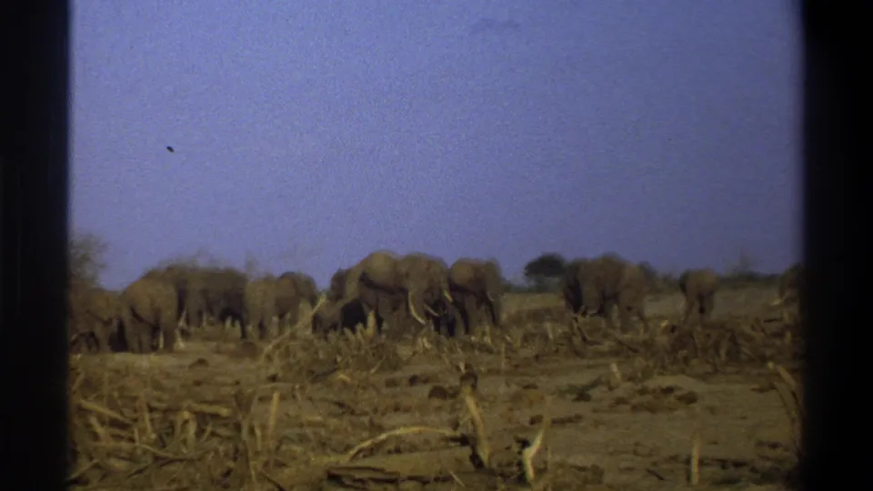 Faded 8mm frame showing an elephant herd across dry brushland, with Cape Town and 1969 supplied by clip metadata.