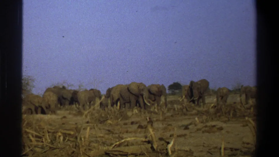 A 1969 home-movie frame shows African elephants moving through dry brushland in the supplied Cape Town, South Africa clip.