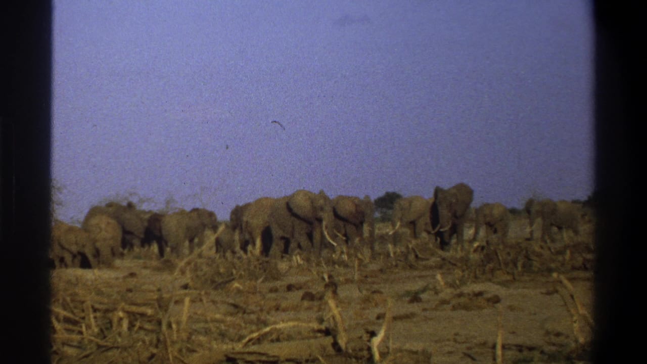 1969 8mm-style view of elephants gathered on dry savanna terrain near Cape Town, with sparse branches and a purple-blue sky.