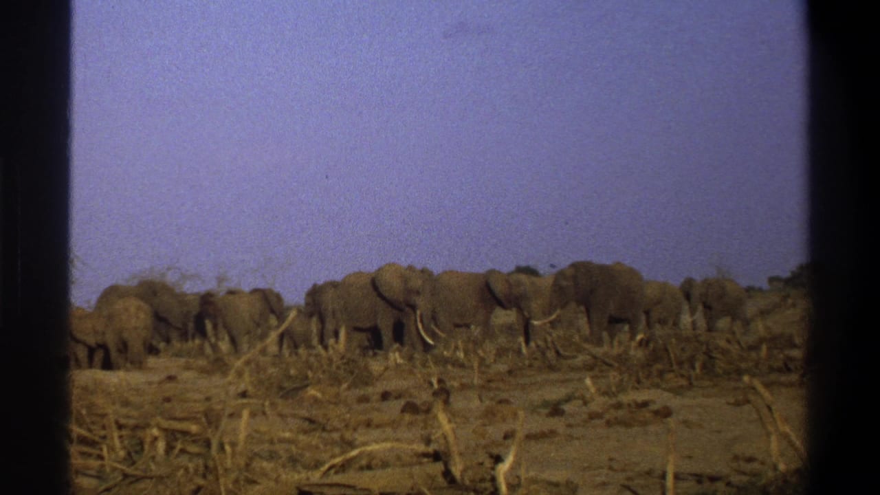 Elephants clustered in a dry landscape beneath a faded blue-purple sky.
