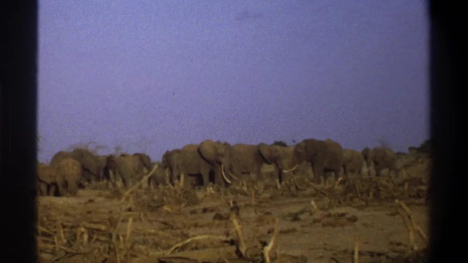 The herd remains grouped across an arid savanna scene, with tusks visible on some elephants and heavy 8mm frame edges.