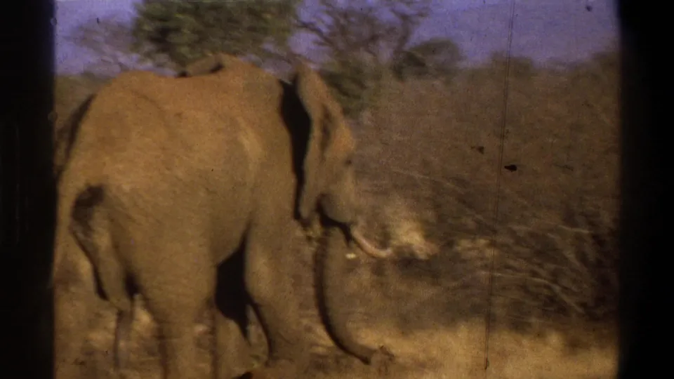 A closer 8mm frame shows an elephant near dry brush, with another elephant shape partly visible behind it.