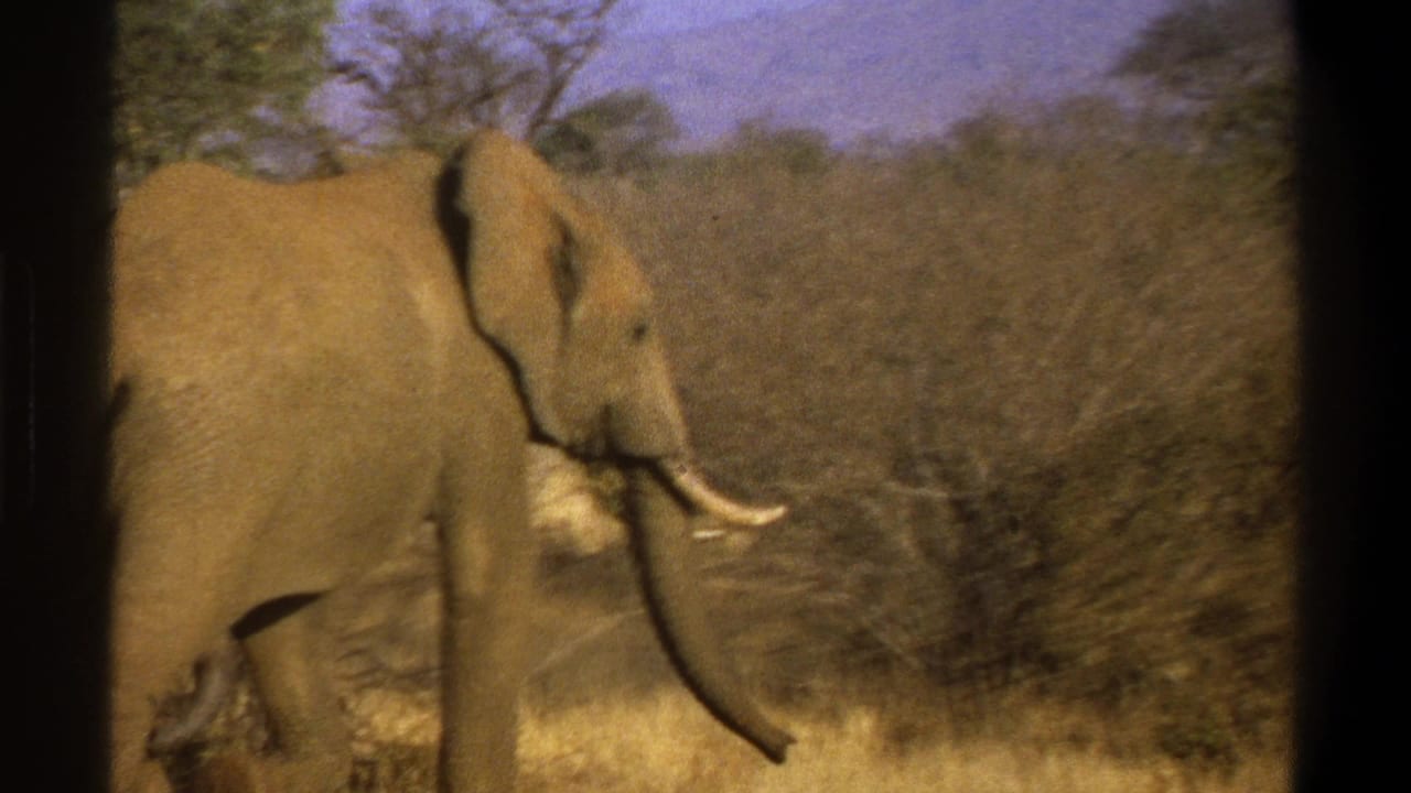 1969 8mm frame from Cape Town metadata showing a tusked elephant moving through dry grass and scrub under a pale sky.
