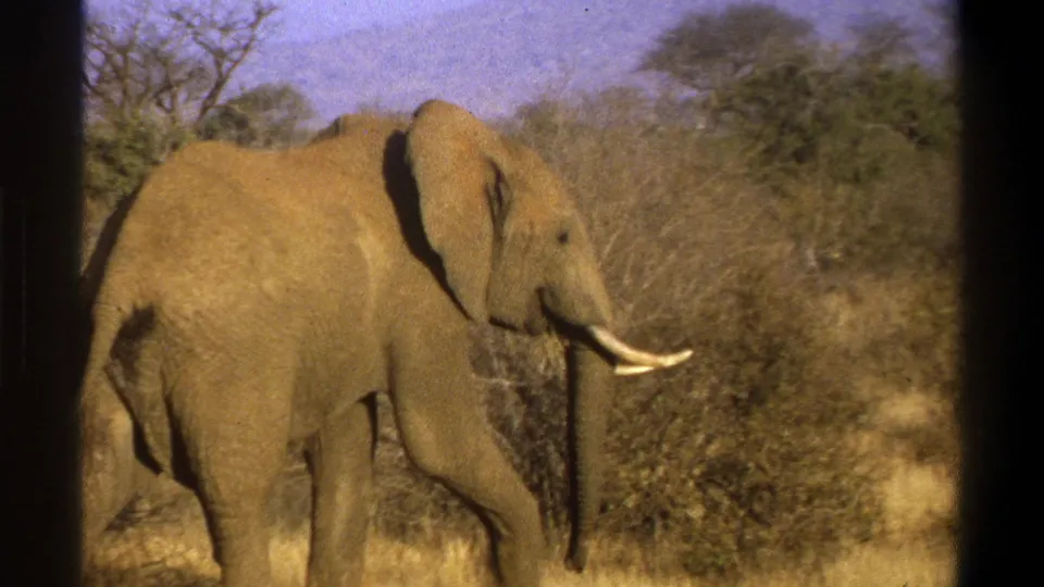 1969 Cape Town archival frame showing a gray elephant in profile beside dry brush, with visible 8mm frame edges.