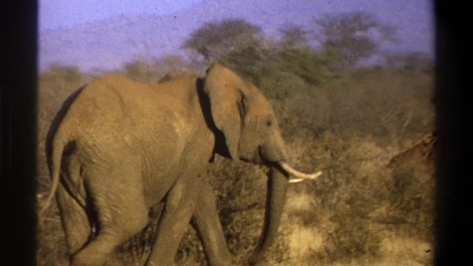 Vintage 8mm frame from the 1969 Cape Town clip showing the elephant mid-stride in dry grass and scrub.