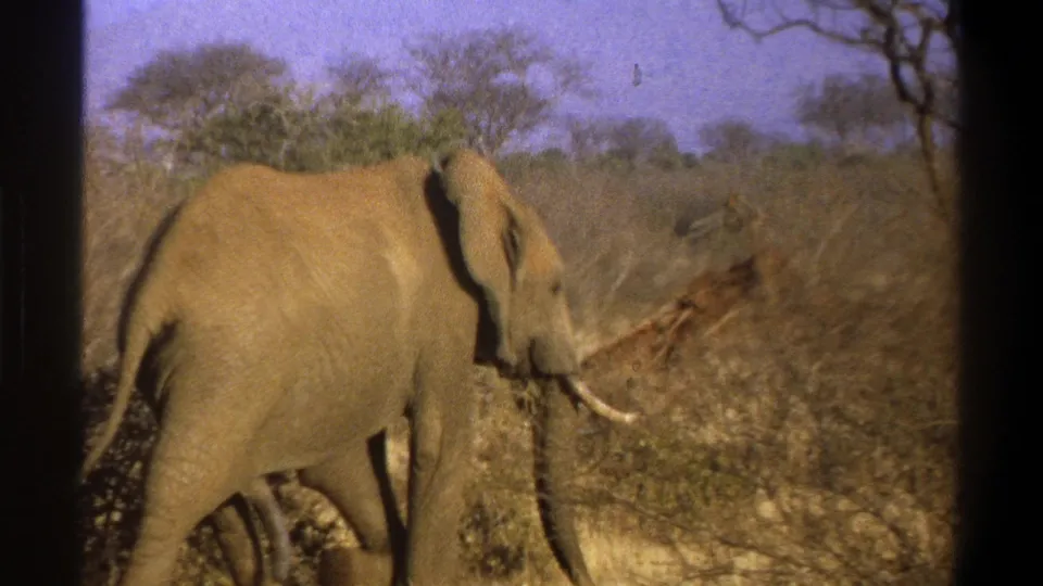 Final 1969 Cape Town 8mm frame showing the tusked elephant near brush, bordered by dark film-frame edges.