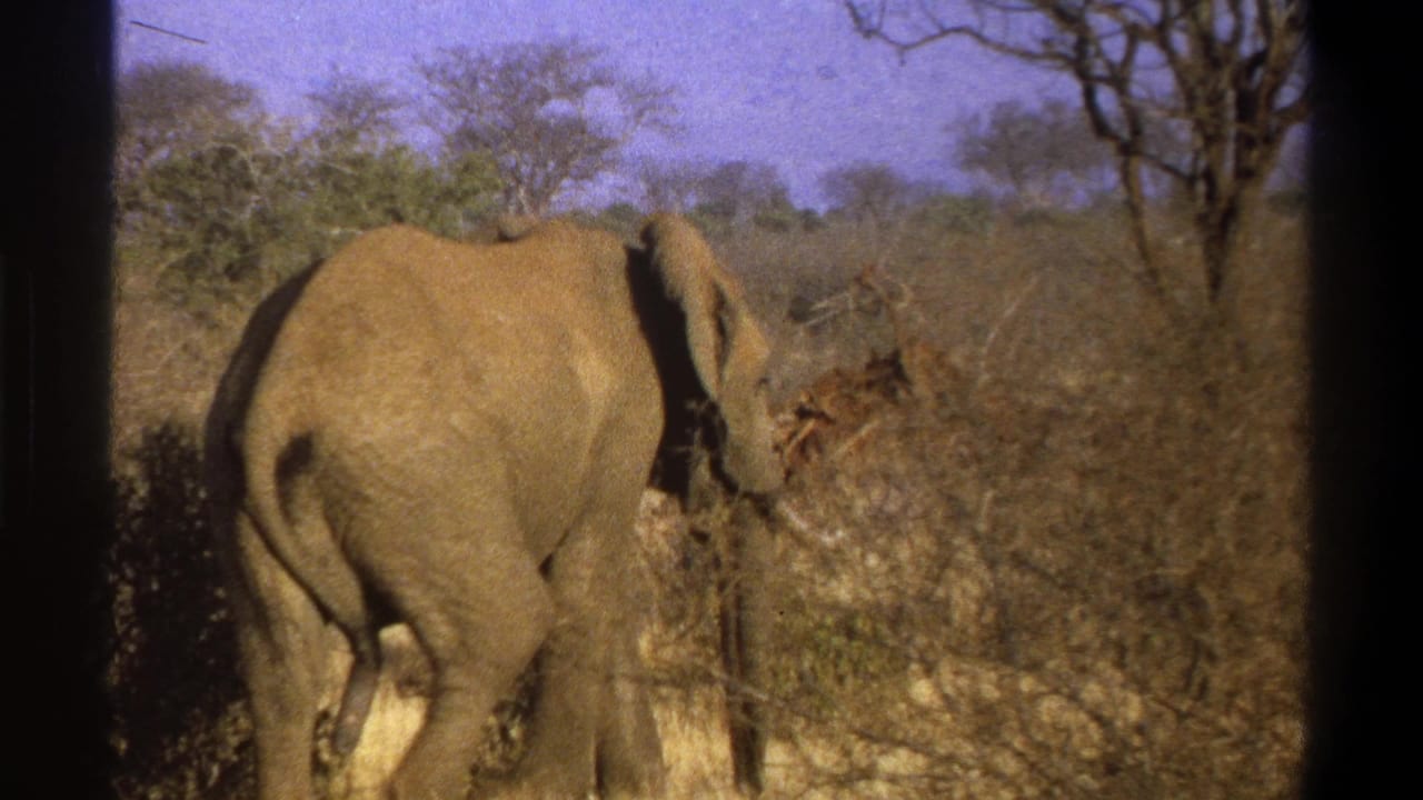 Elephant walking away through dry brush with sparse trees and dark film borders.