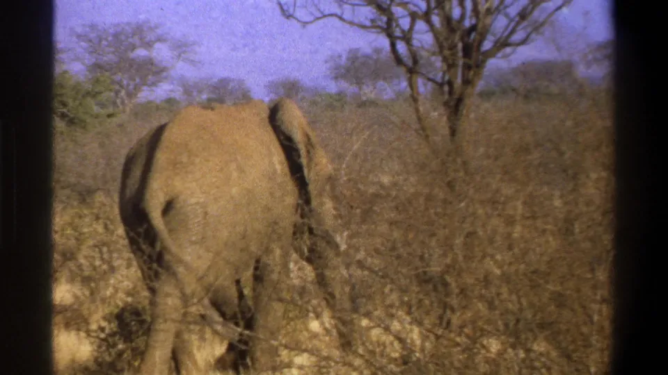1969 Cape Town 8mm frame showing the rear of an elephant walking into dry brush beneath sparse trees.