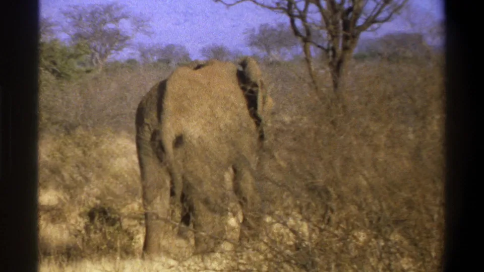 1969 Cape Town 8mm frame of an elephant from behind, walking through dry grass and scrub with trees beyond.