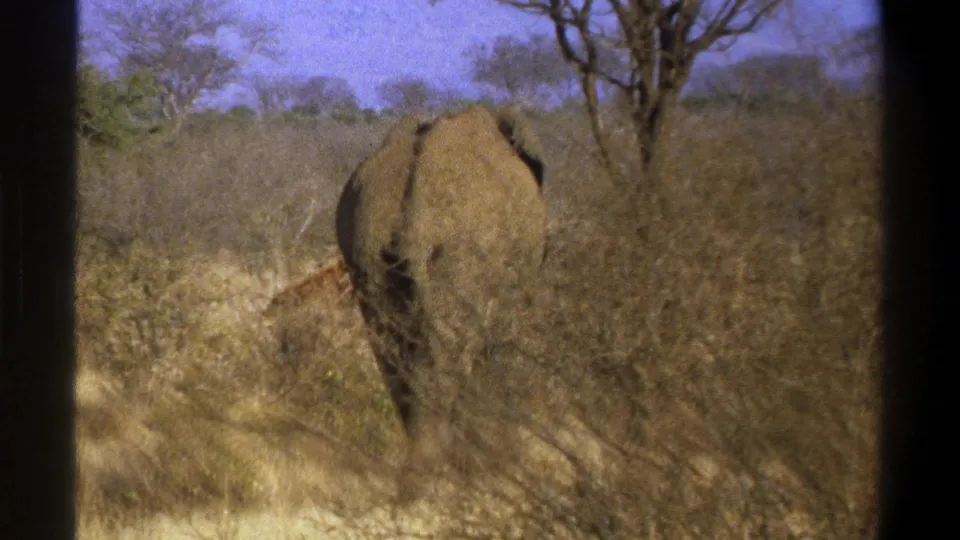 1969 Cape Town 8mm frame showing the elephant farther into dense dry brush, framed by trees and dark film edges.