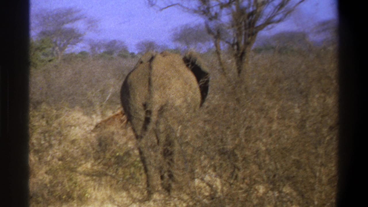 Elephant seen from behind walking through dry brush with trees in the background.