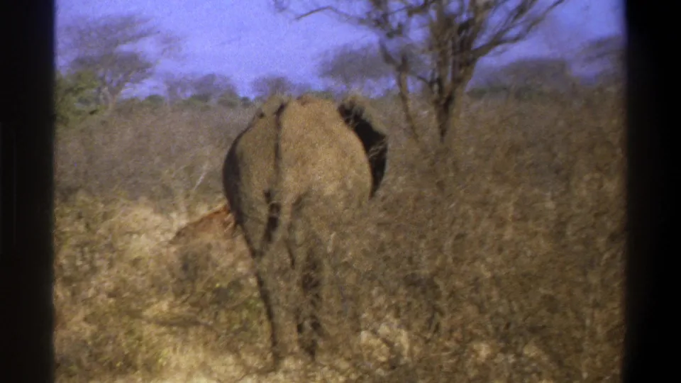 1969 8mm South Africa footage shows an elephant from behind moving through dry savanna brush, with sparse trees beyond.