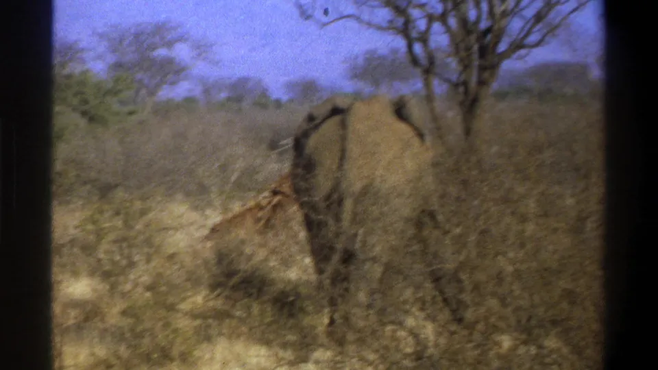 1969 8mm South Africa footage shows the back of an elephant in dry brush, with a giraffe partly obscured nearby.