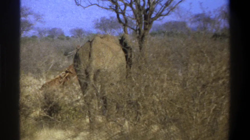 1969 8mm South Africa footage shows an elephant in scrubland while a giraffe remains partly concealed by brush.