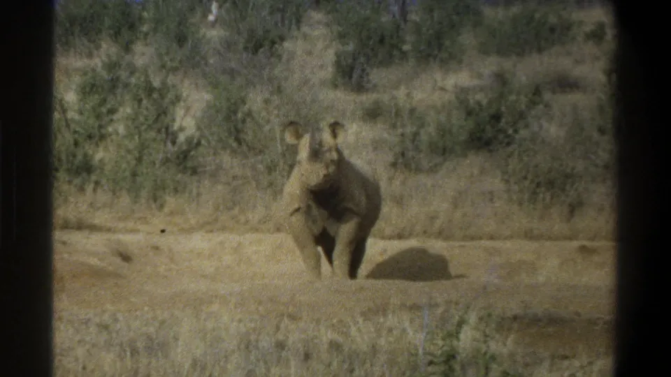 1969 8mm South Africa footage shows a young rhinoceros standing alert on open ground before dry grass and brush.