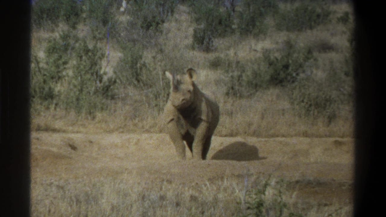 1969 Cape Town home-movie frame showing a young rhinoceros facing the camera in dry grass with low shrubs behind it.