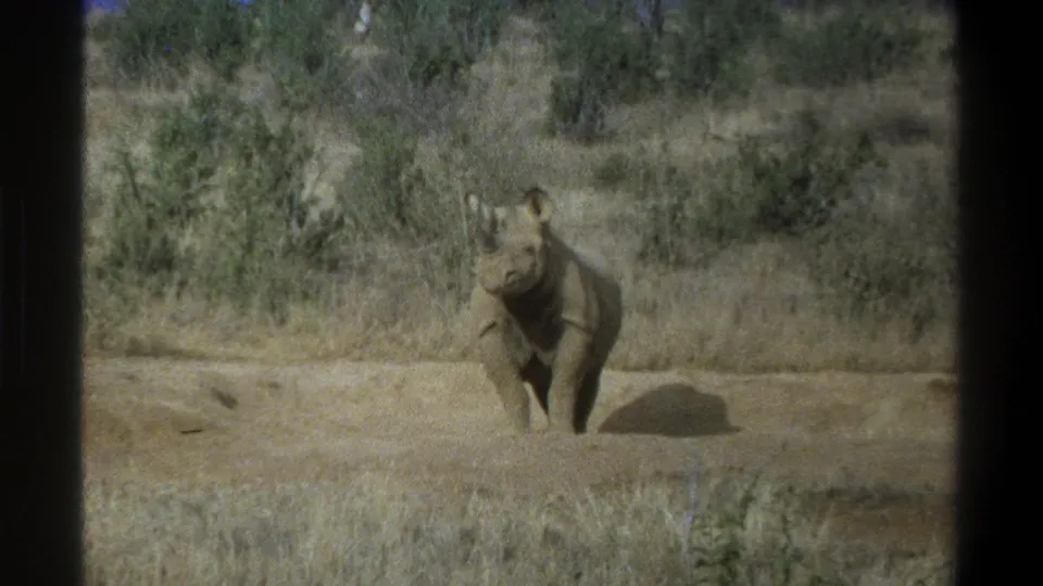 1969 Cape Town 8mm frame of a rhinoceros standing front-on in a dry grassy area, with brush and dark film borders visible.